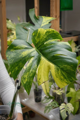 Monstera deliciosa &