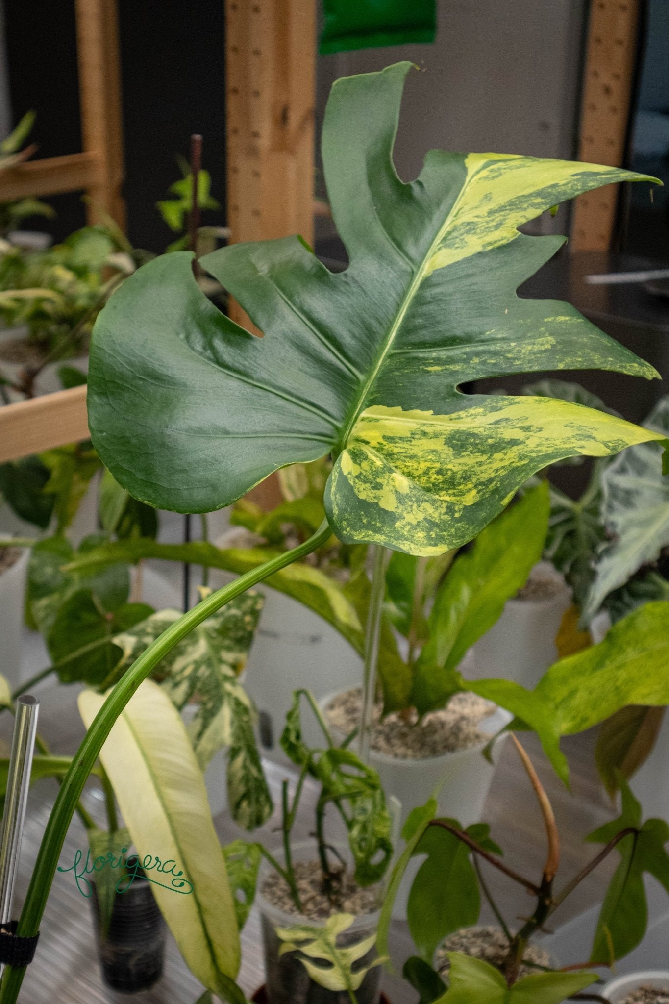 Monstera deliciosa &
