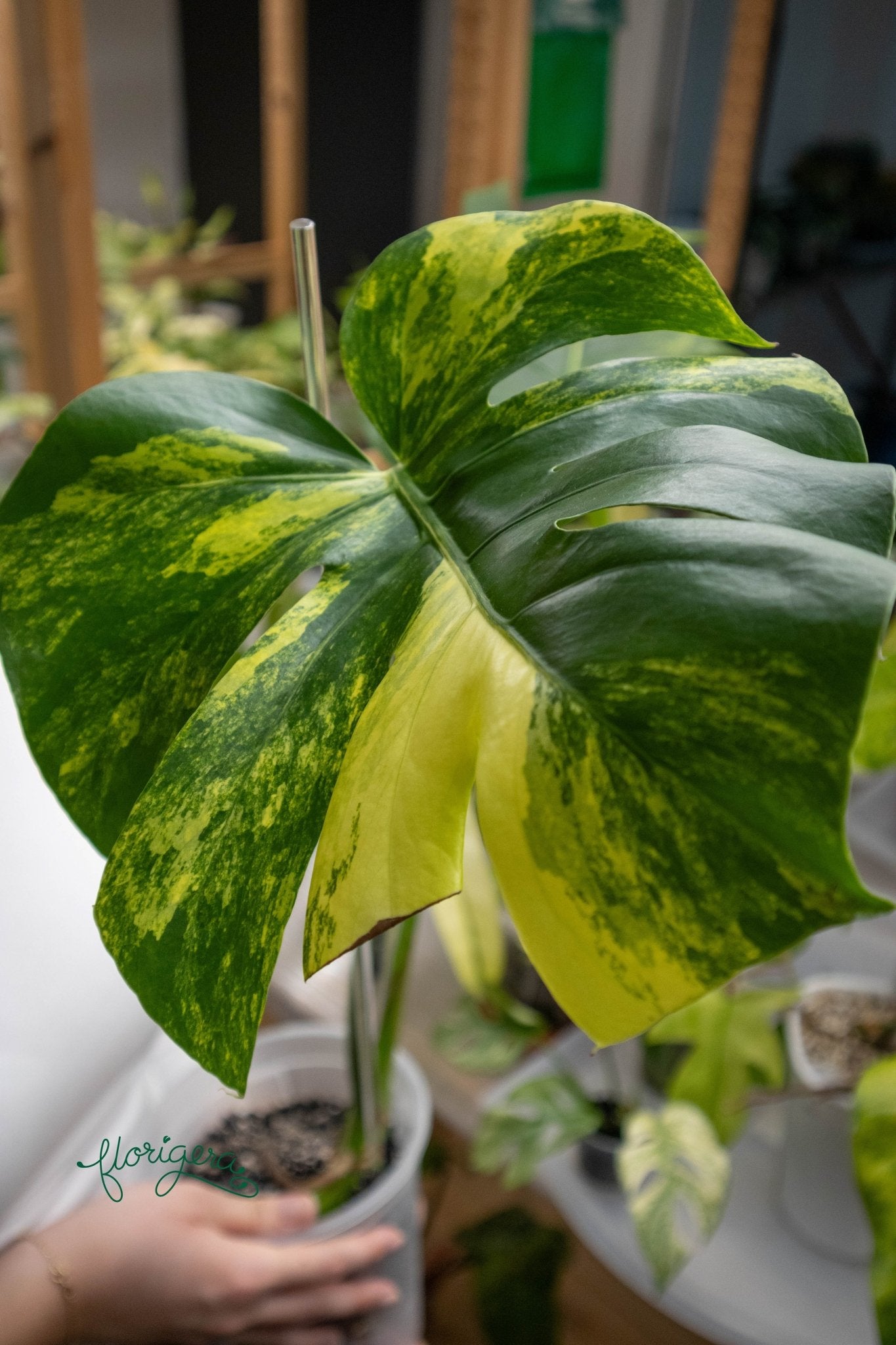 Monstera deliciosa &