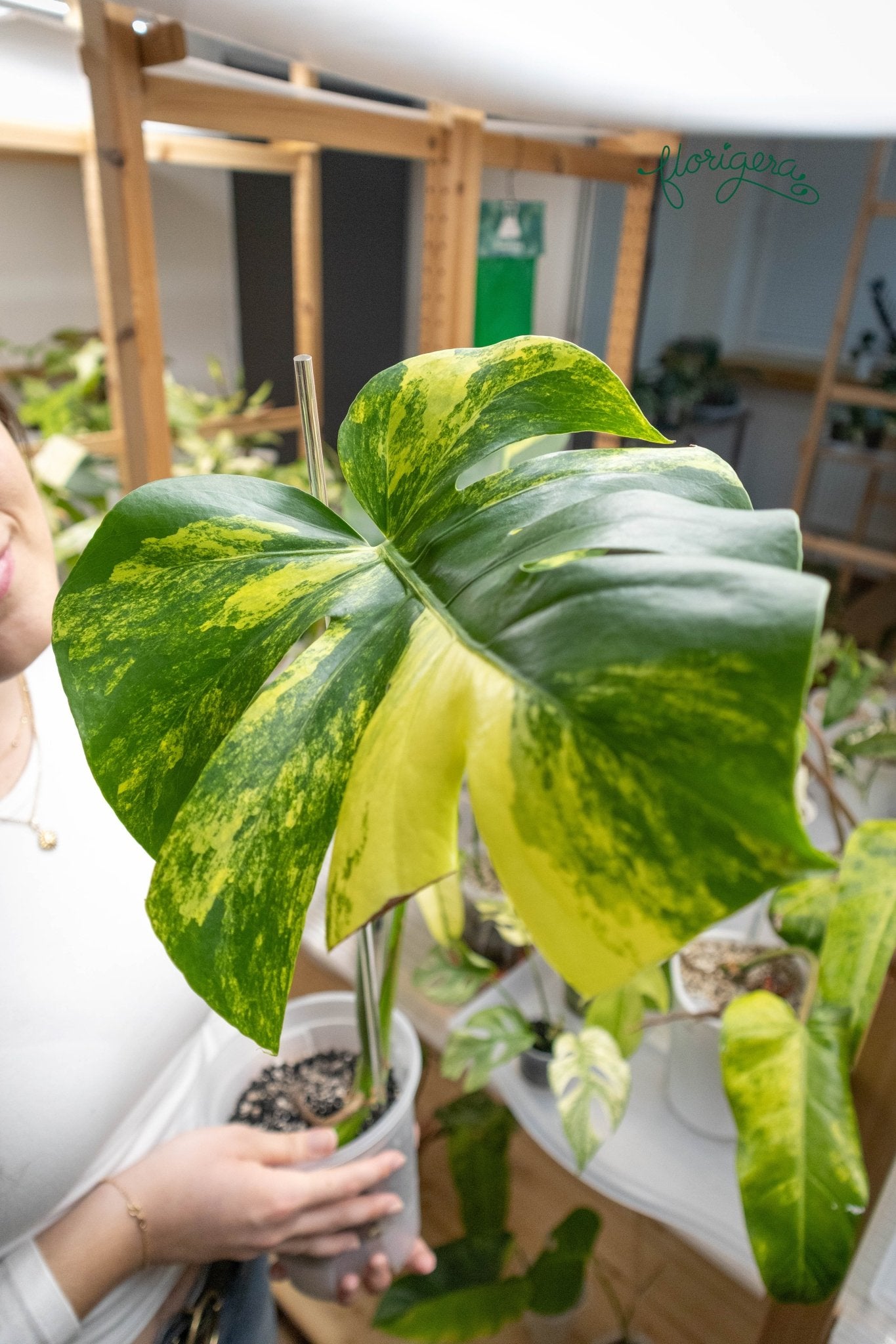 Monstera deliciosa &
