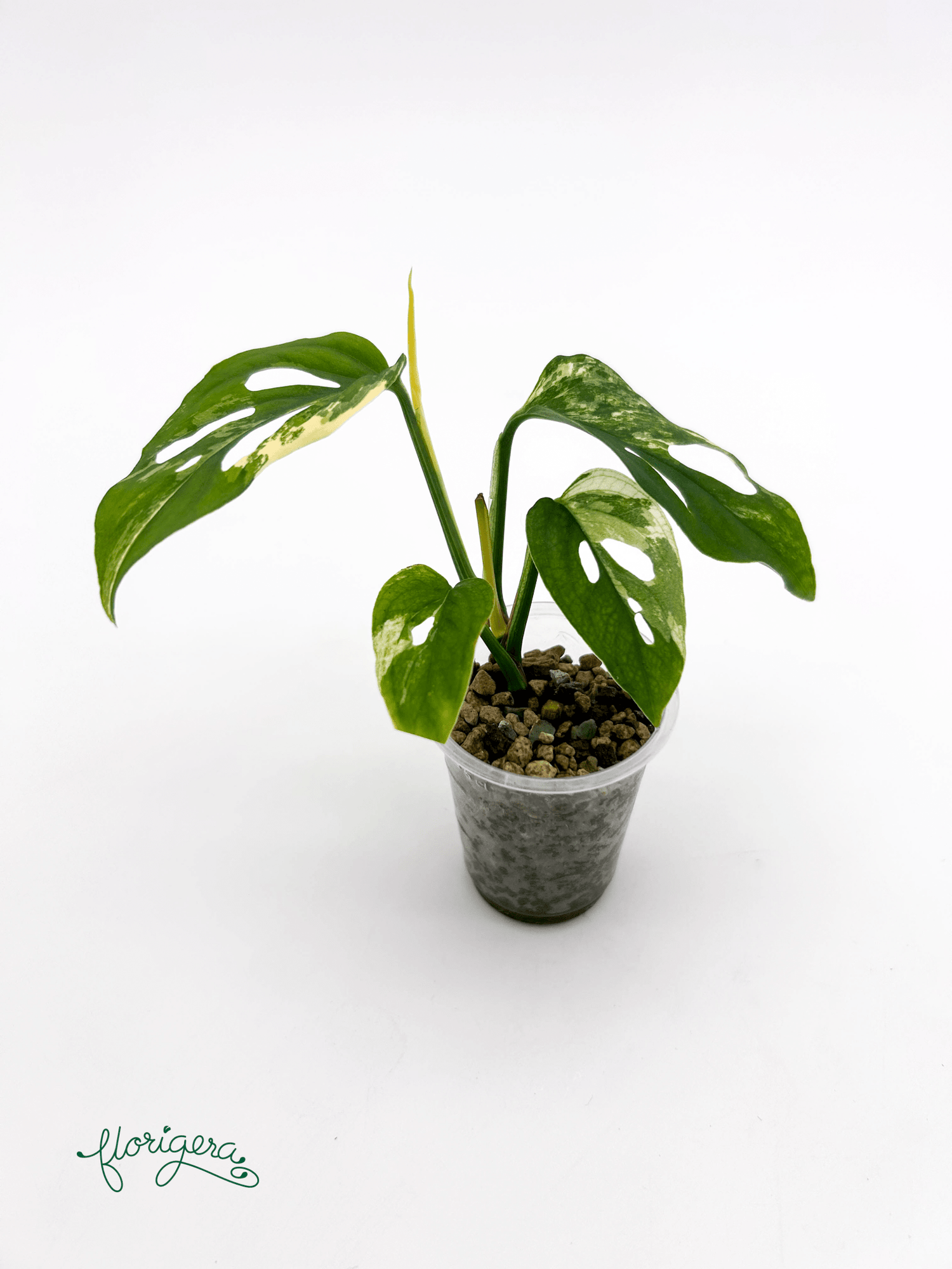 Monstera Laniata variegata 1 - baby rastlinka - Florigera