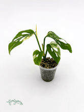 Monstera Laniata variegata 1 - baby rastlinka - Florigera