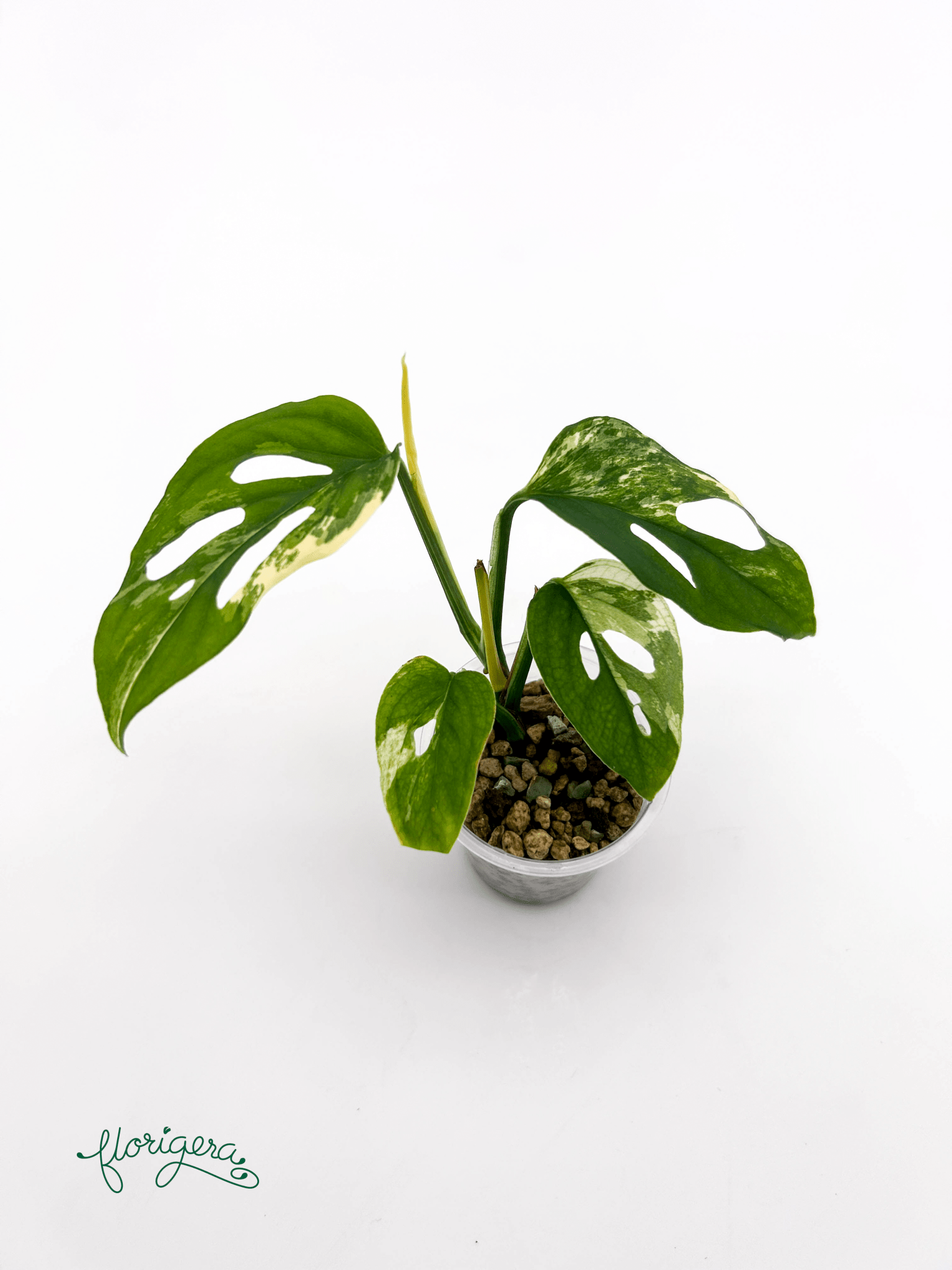 Monstera Laniata variegata 1 - baby rastlinka - Florigera