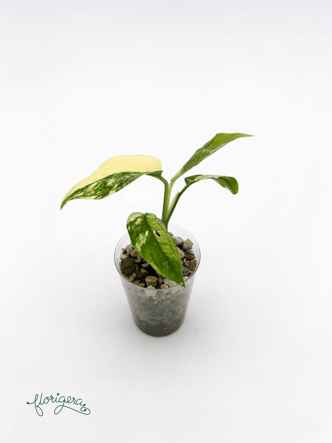 Monstera Laniata variegata 2 - baby rastlinka - Florigera