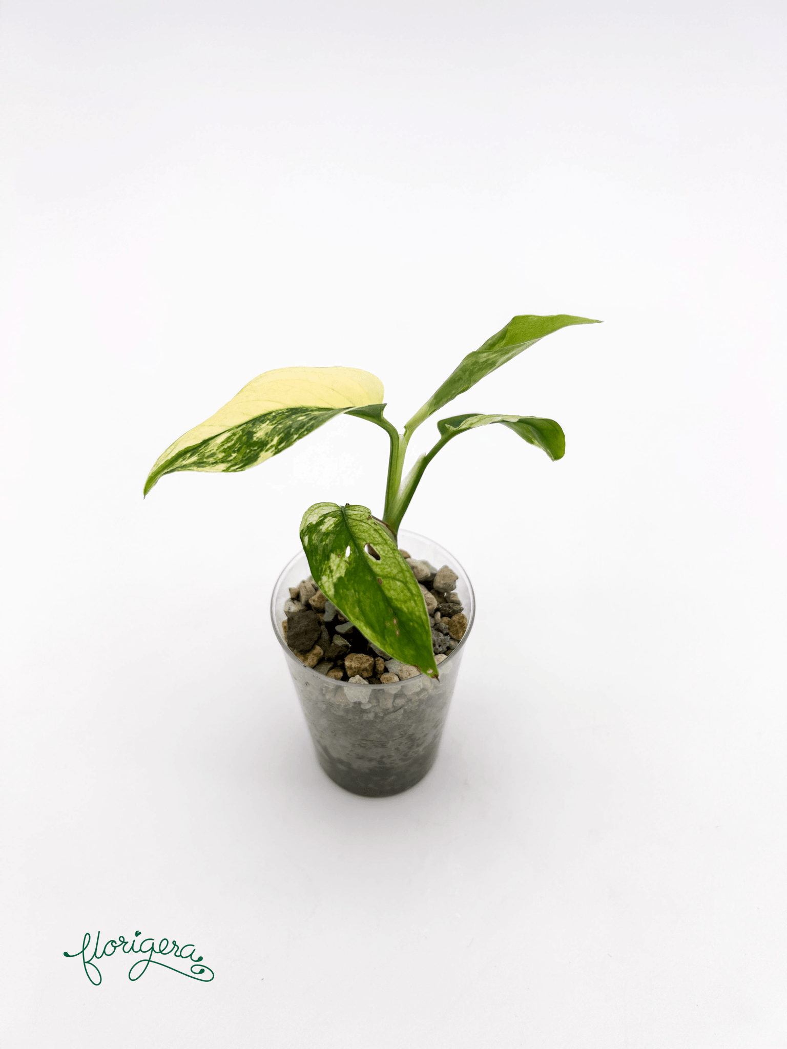 Monstera Laniata variegata 2 - baby rastlinka - Florigera