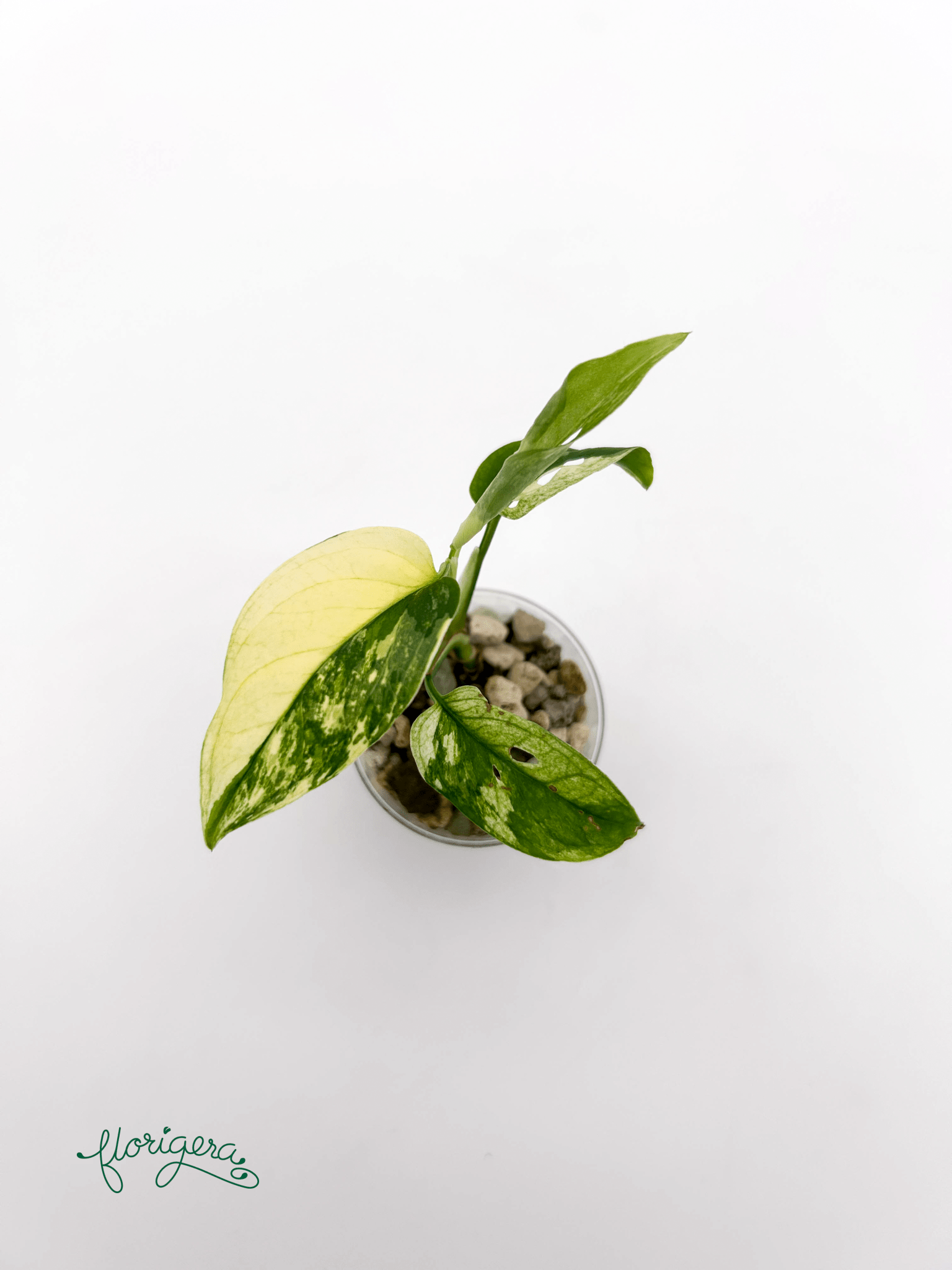 Monstera Laniata variegata 2 - baby rastlinka - Florigera