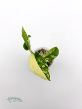 Monstera Laniata variegata 2 - baby rastlinka - Florigera