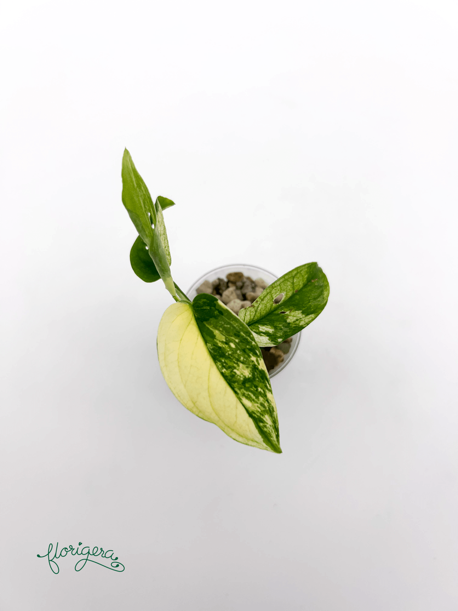 Monstera Laniata variegata 2 - baby rastlinka - Florigera