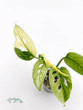 Monstera Laniata variegata 3 - baby rastlinka - Florigera