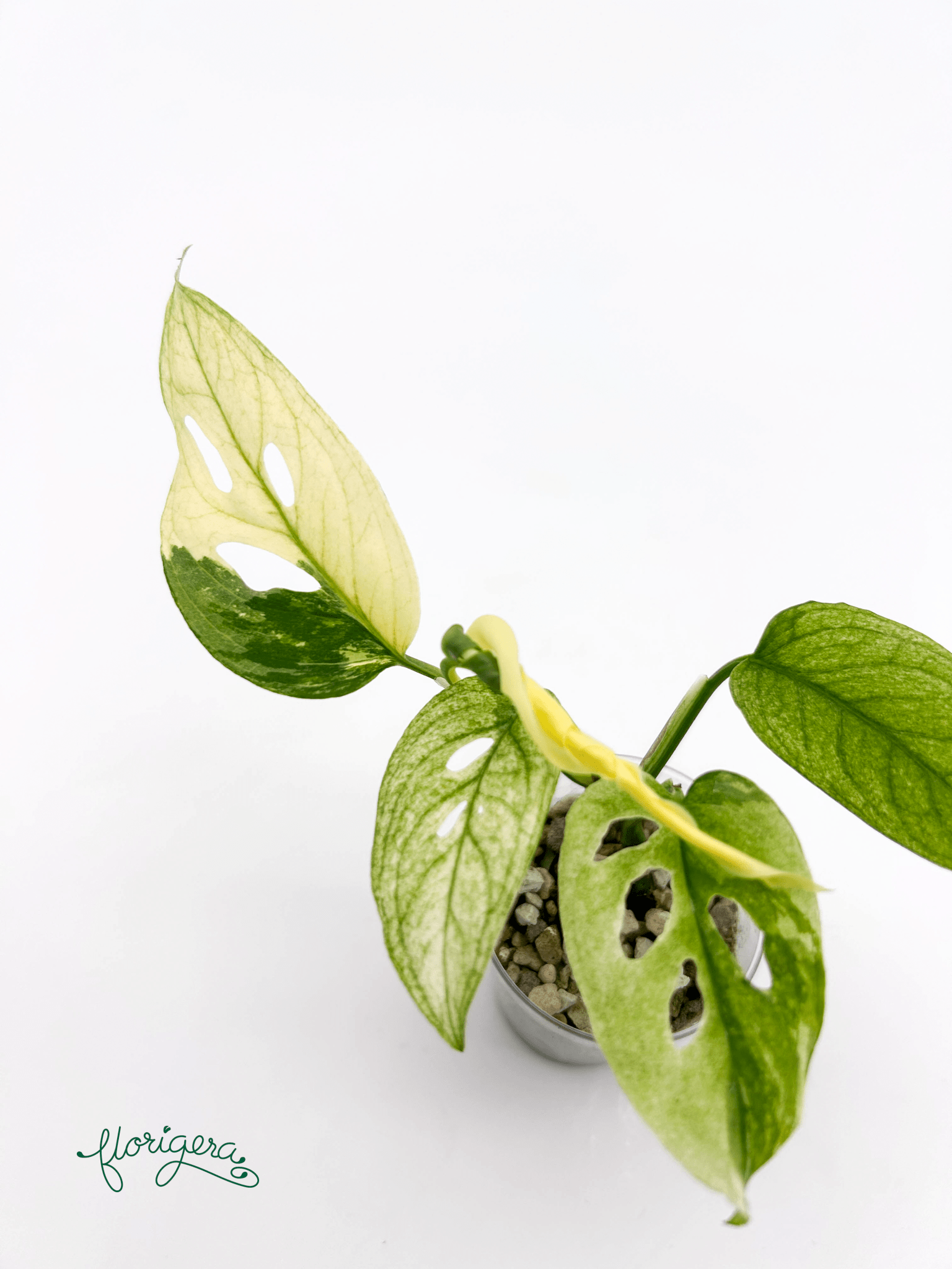 Monstera Laniata variegata 3 - baby rastlinka - Florigera