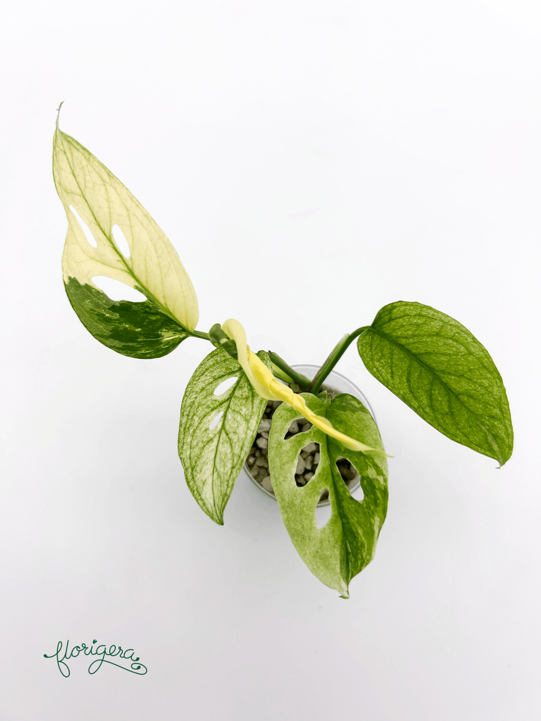 Monstera Laniata variegata 3 - baby rastlinka - Florigera