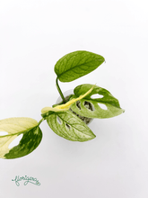 Monstera Laniata variegata 3 - baby rastlinka - Florigera