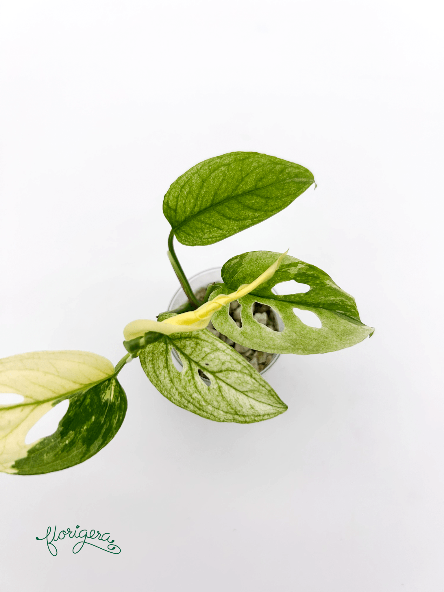 Monstera Laniata variegata 3 - baby rastlinka - Florigera