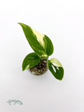 Monstera Laniata variegata 4 - baby rastlinka - Florigera