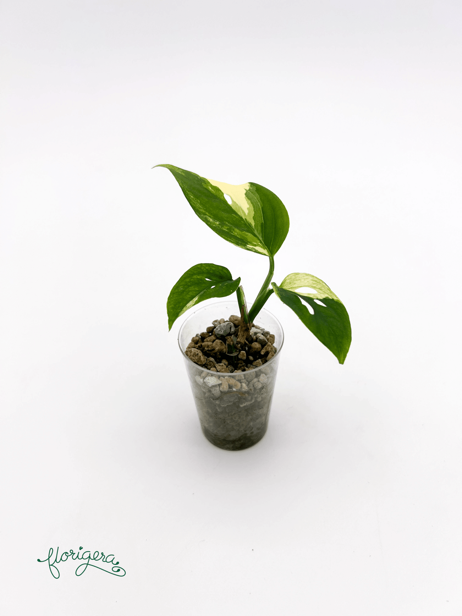 Monstera Laniata variegata 4 - baby rastlinka - Florigera