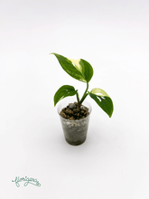 Monstera Laniata variegata 4 - baby rastlinka - Florigera