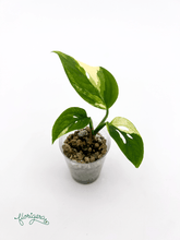 Monstera Laniata variegata 4 - baby rastlinka - Florigera