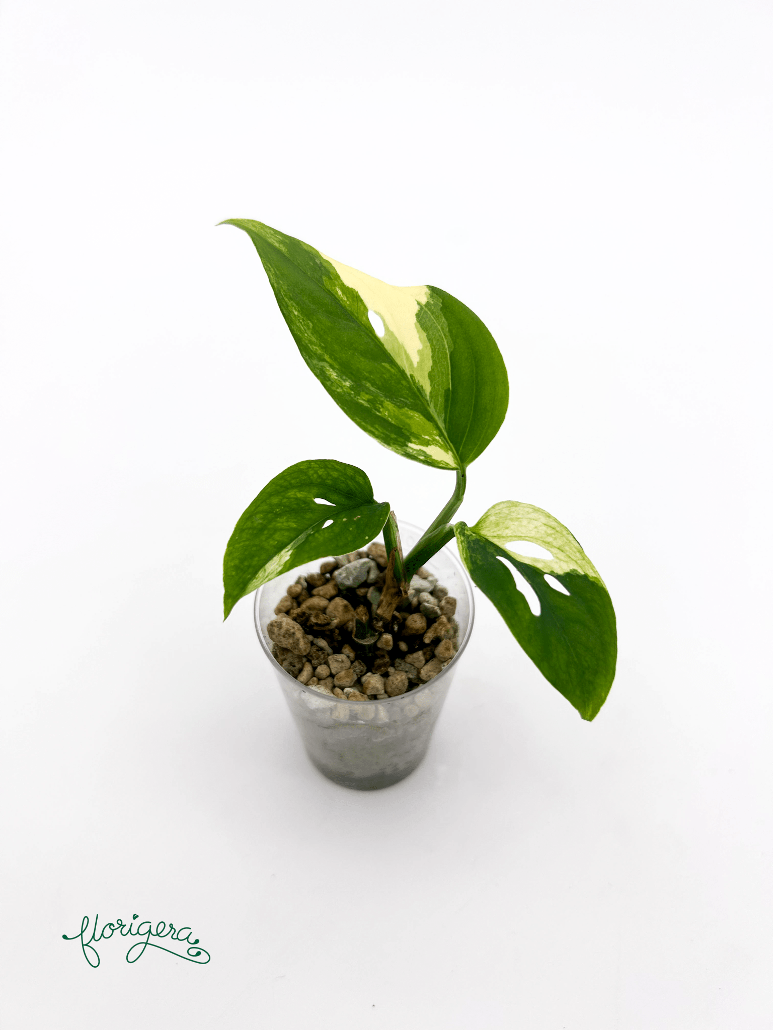 Monstera Laniata variegata 4 - baby rastlinka - Florigera