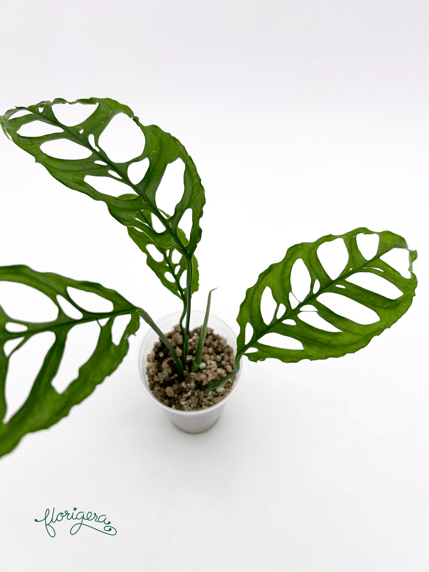 Monstera obliqua &