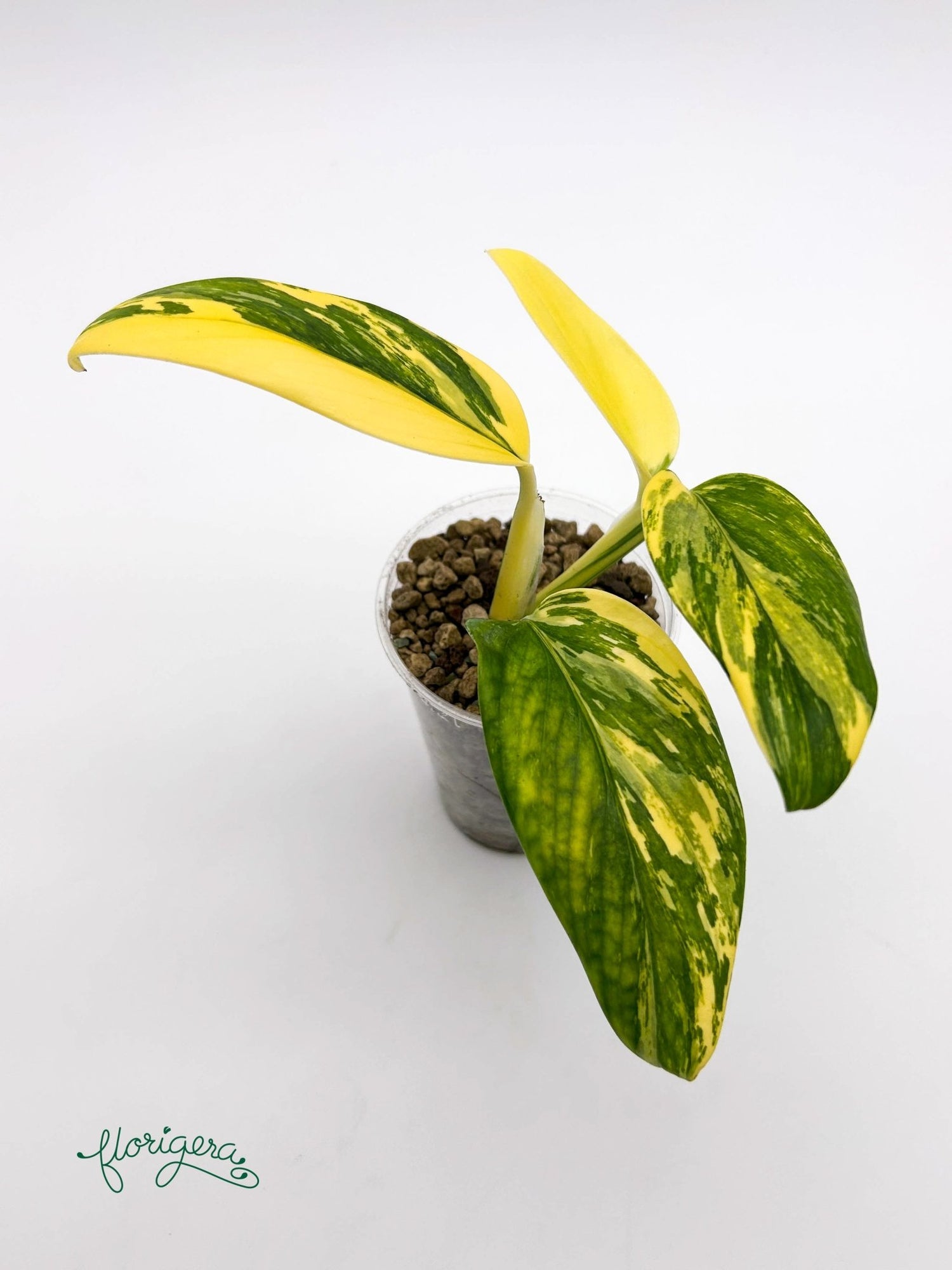 Monstera standleyana ‘Aurea’ - Florigera