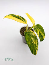 Monstera standleyana ‘Aurea’ - Florigera