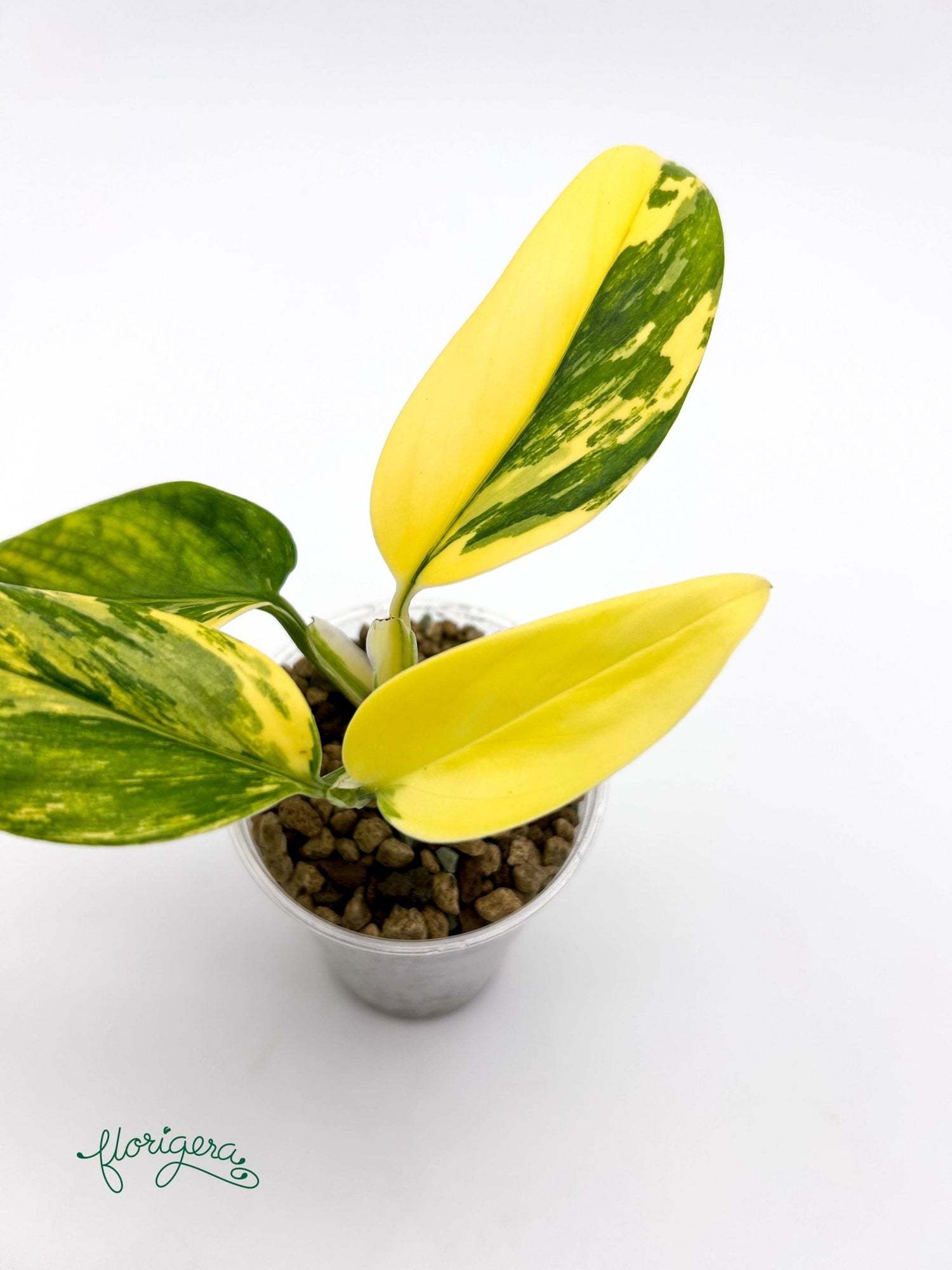 Monstera standleyana ‘Aurea’ - Florigera