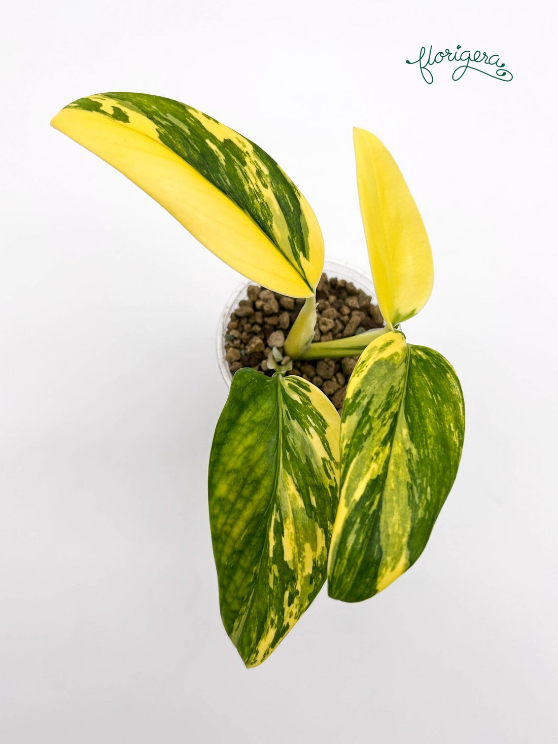 Monstera standleyana ‘Aurea’ - Florigera