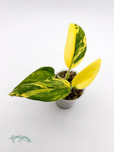 Monstera standleyana ‘Aurea’ - Florigera