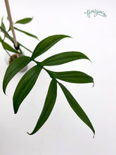 Monstera subpinnata - Florigera