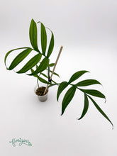 Monstera subpinnata - Florigera