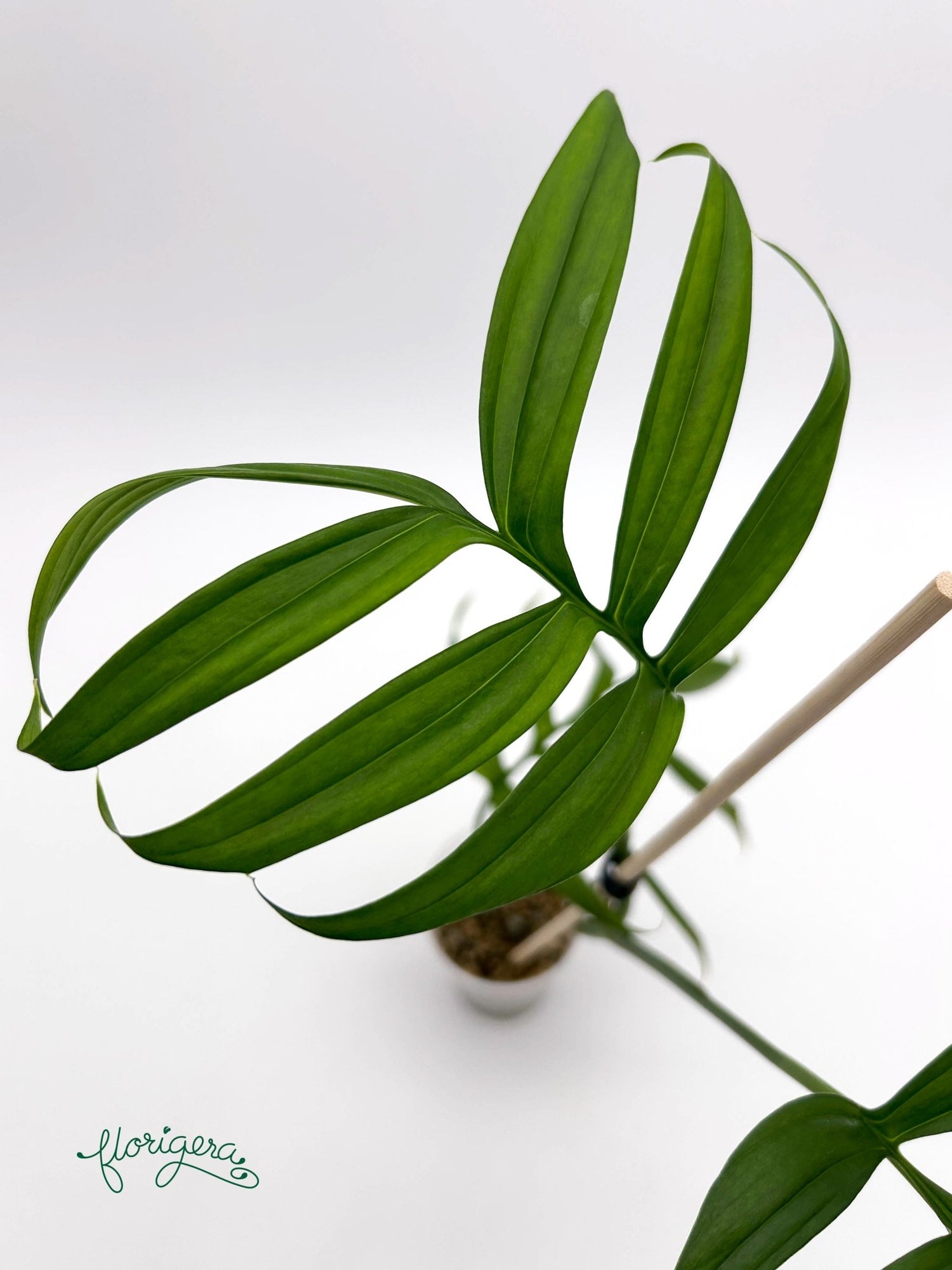 Monstera subpinnata - Florigera