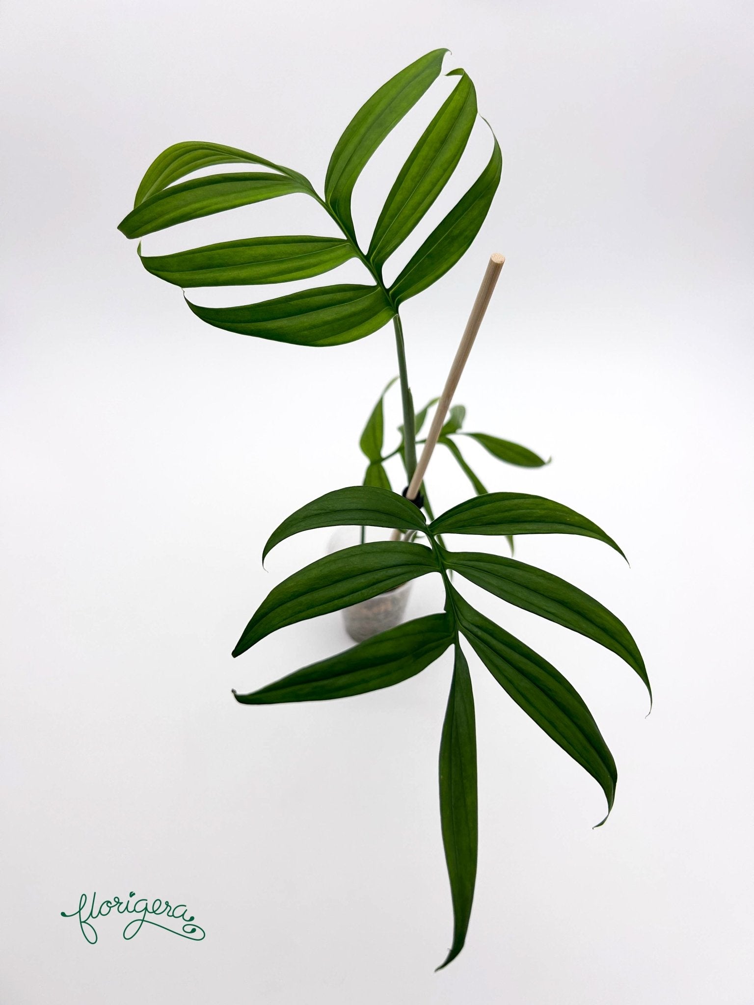 Monstera subpinnata - Florigera