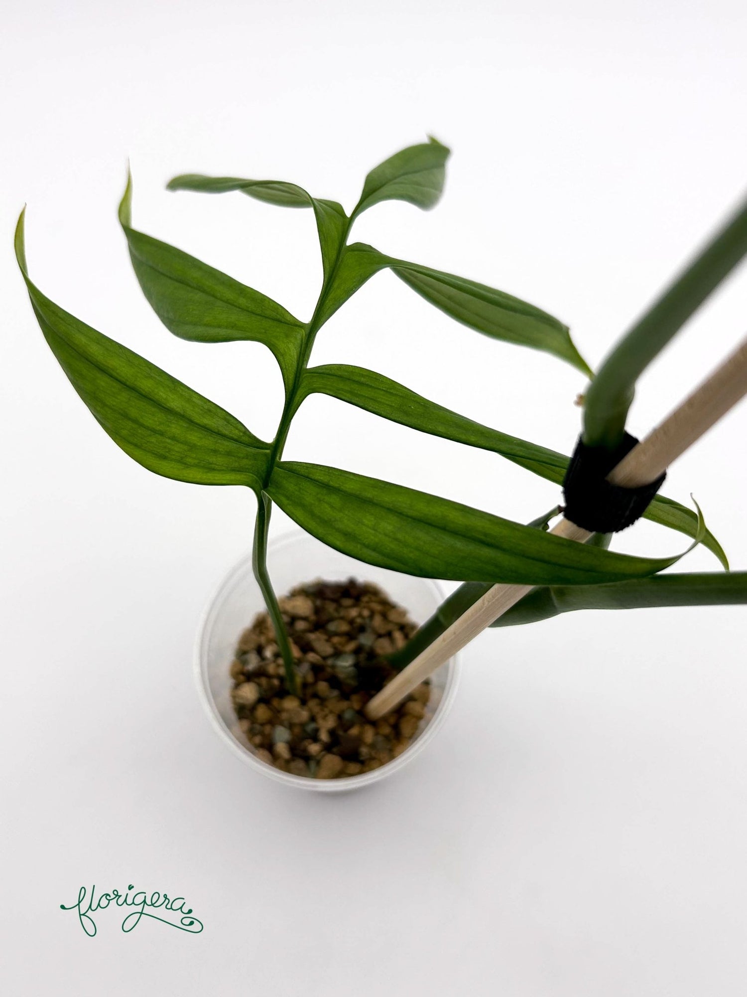 Monstera subpinnata - Florigera