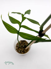 Monstera subpinnata - Florigera