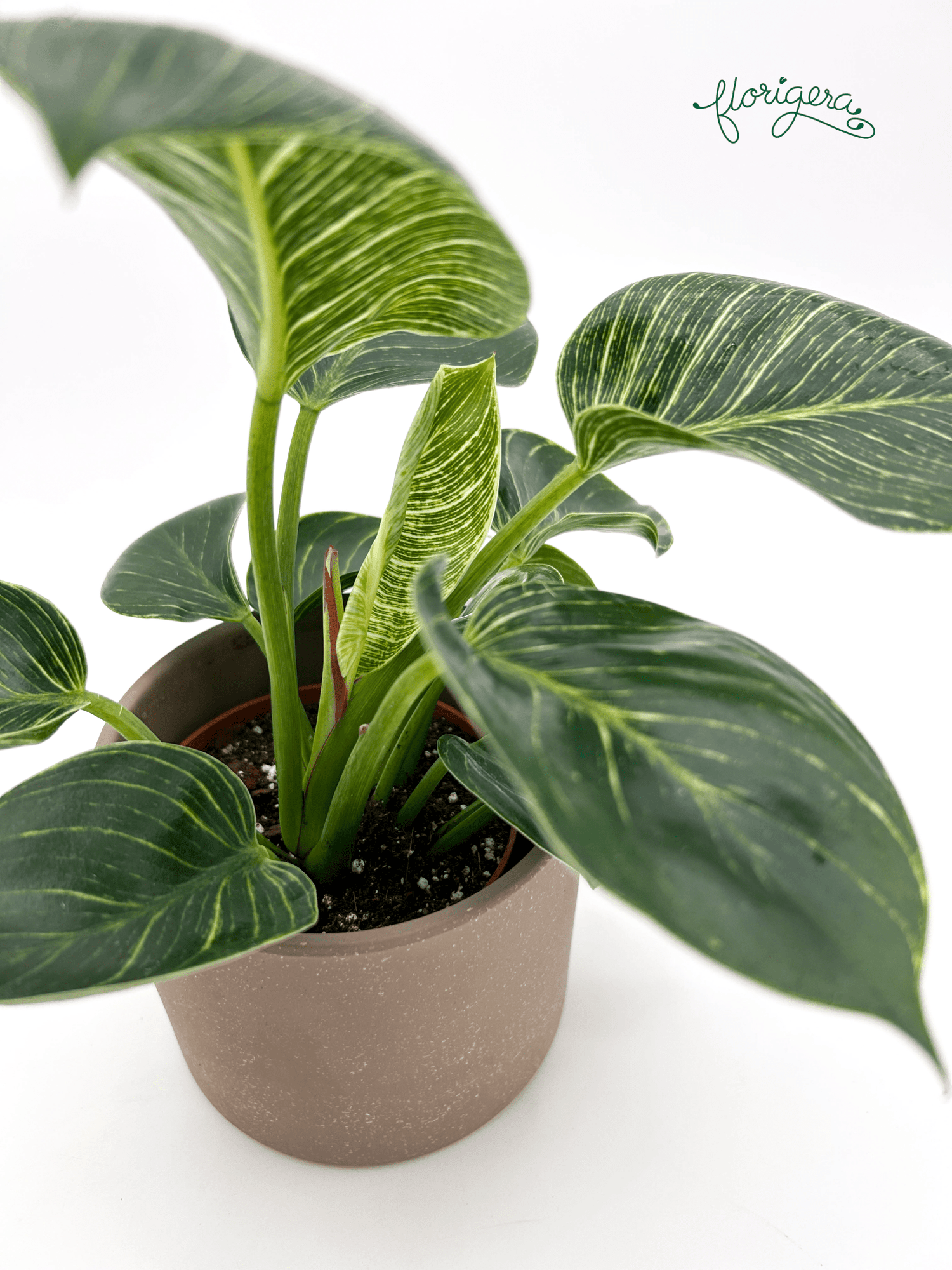 Philodendron &