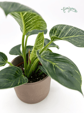 Philodendron &