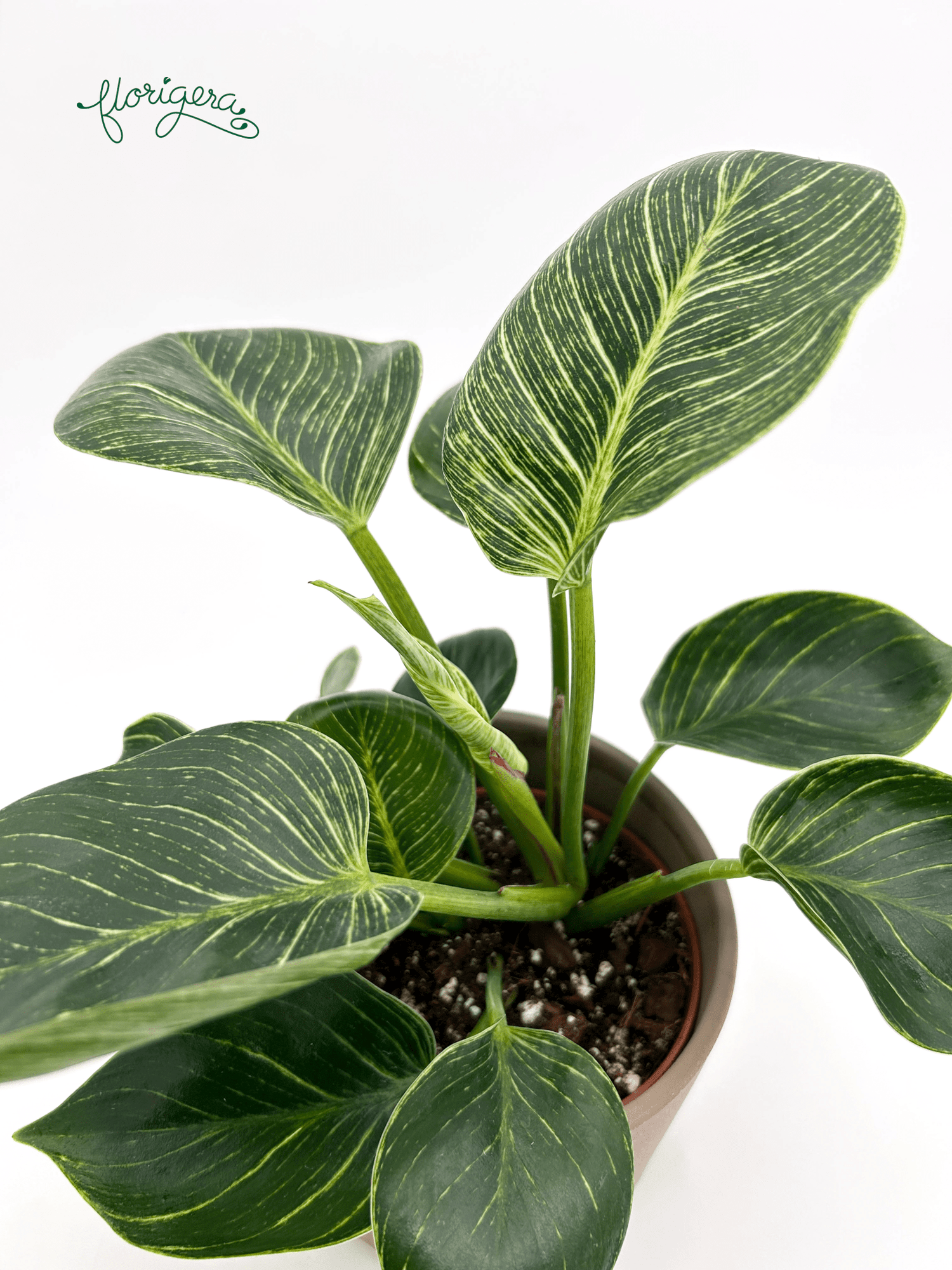 Philodendron &