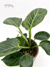 Philodendron &