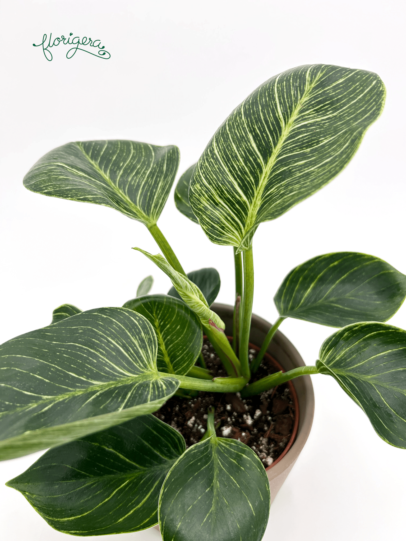 Philodendron &