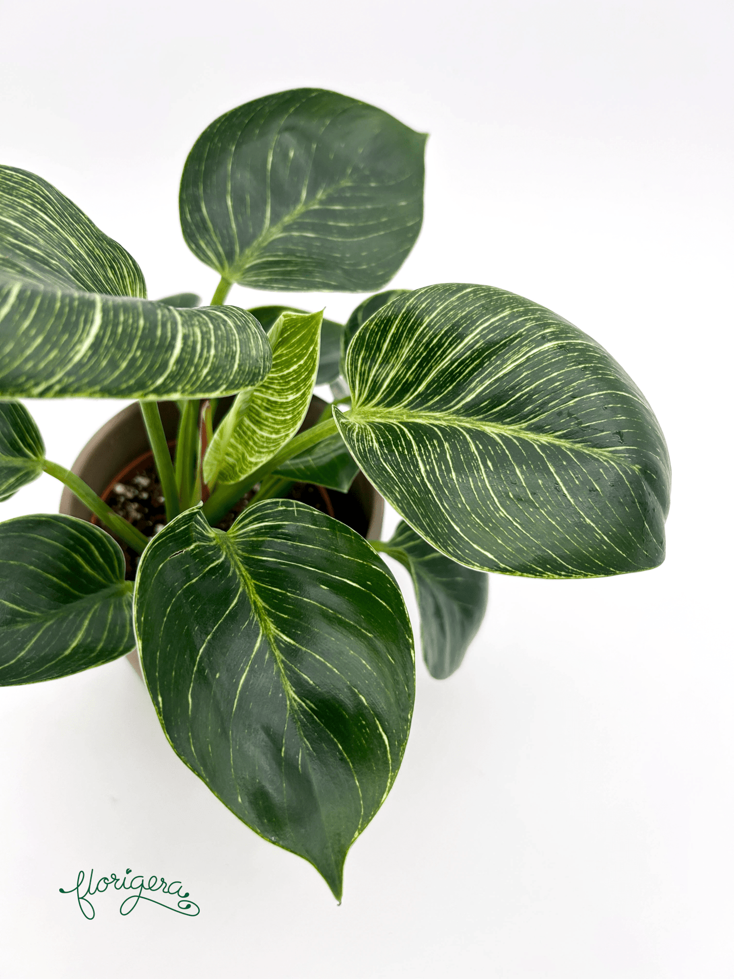 Philodendron &