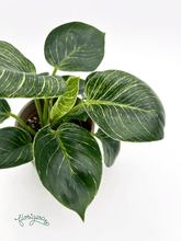 Philodendron &