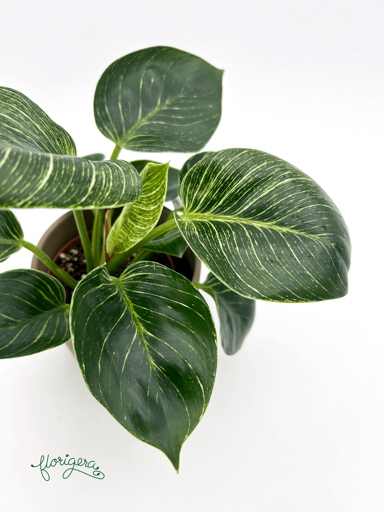 Philodendron &