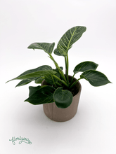 Philodendron &