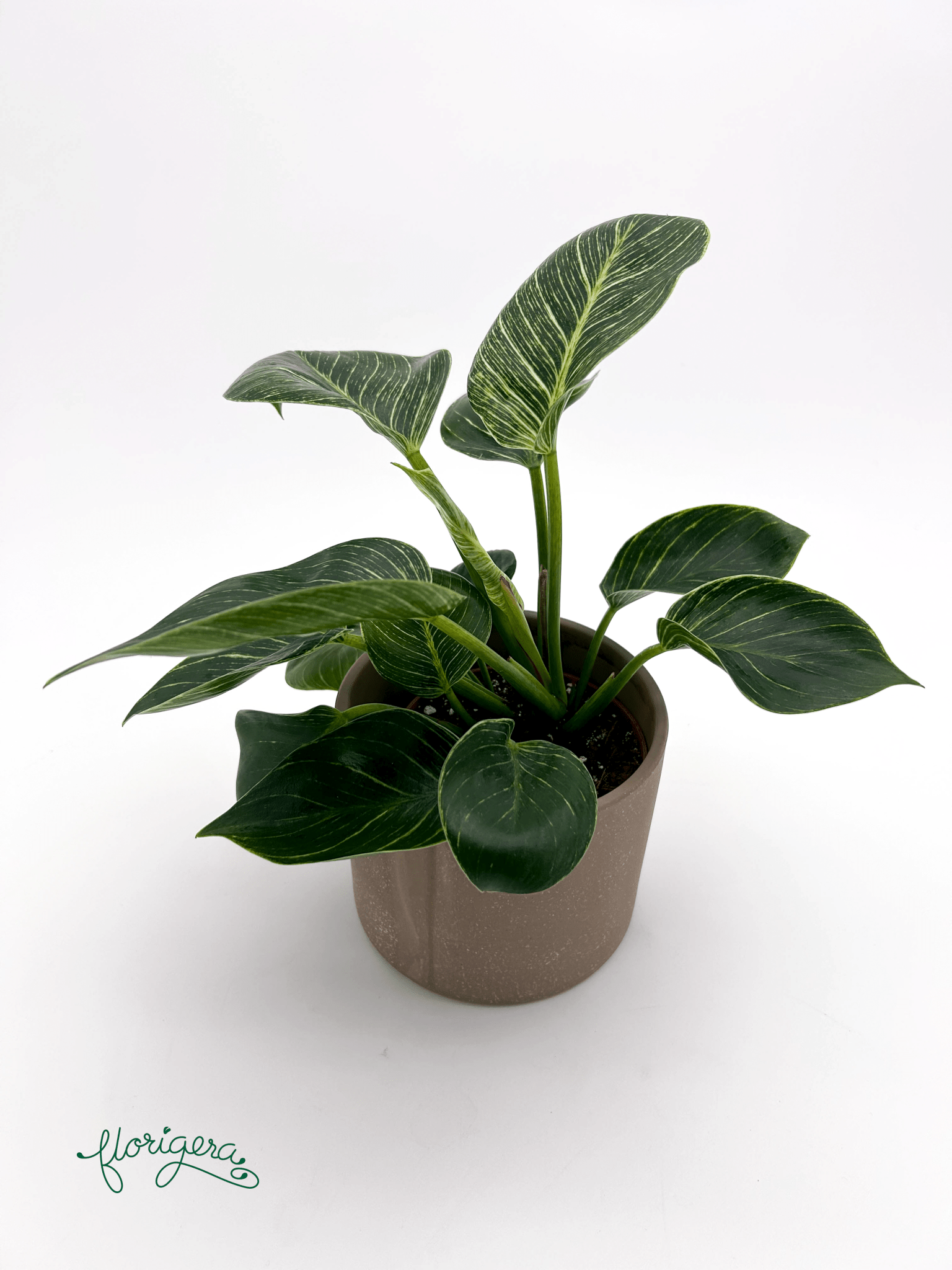 Philodendron &