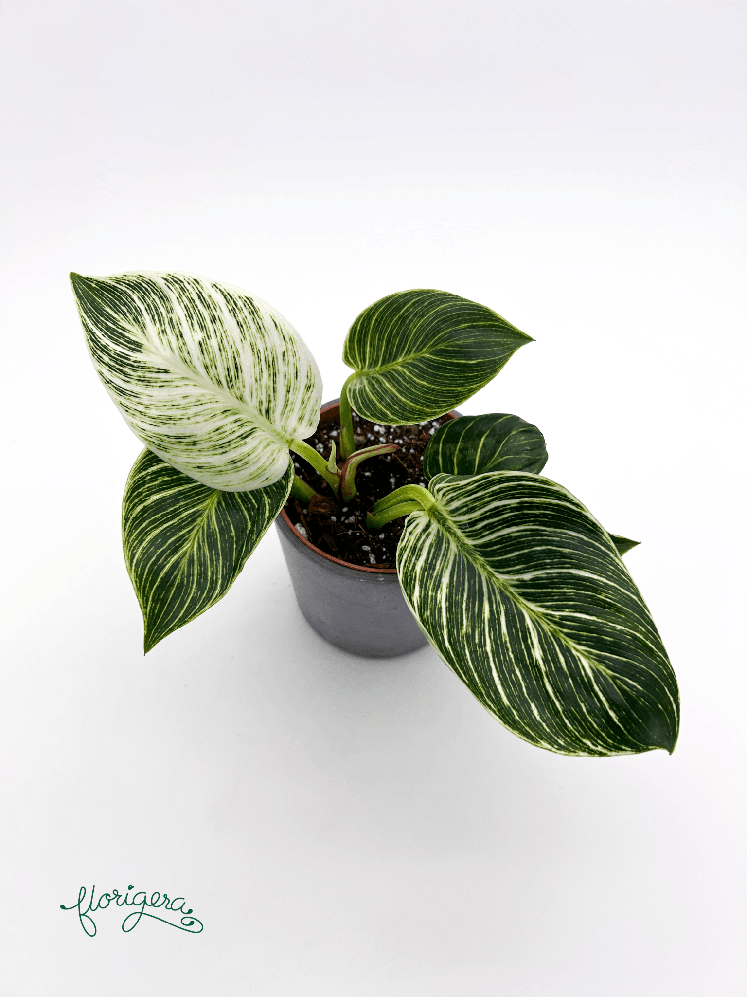 Philodendron &