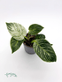 Philodendron &