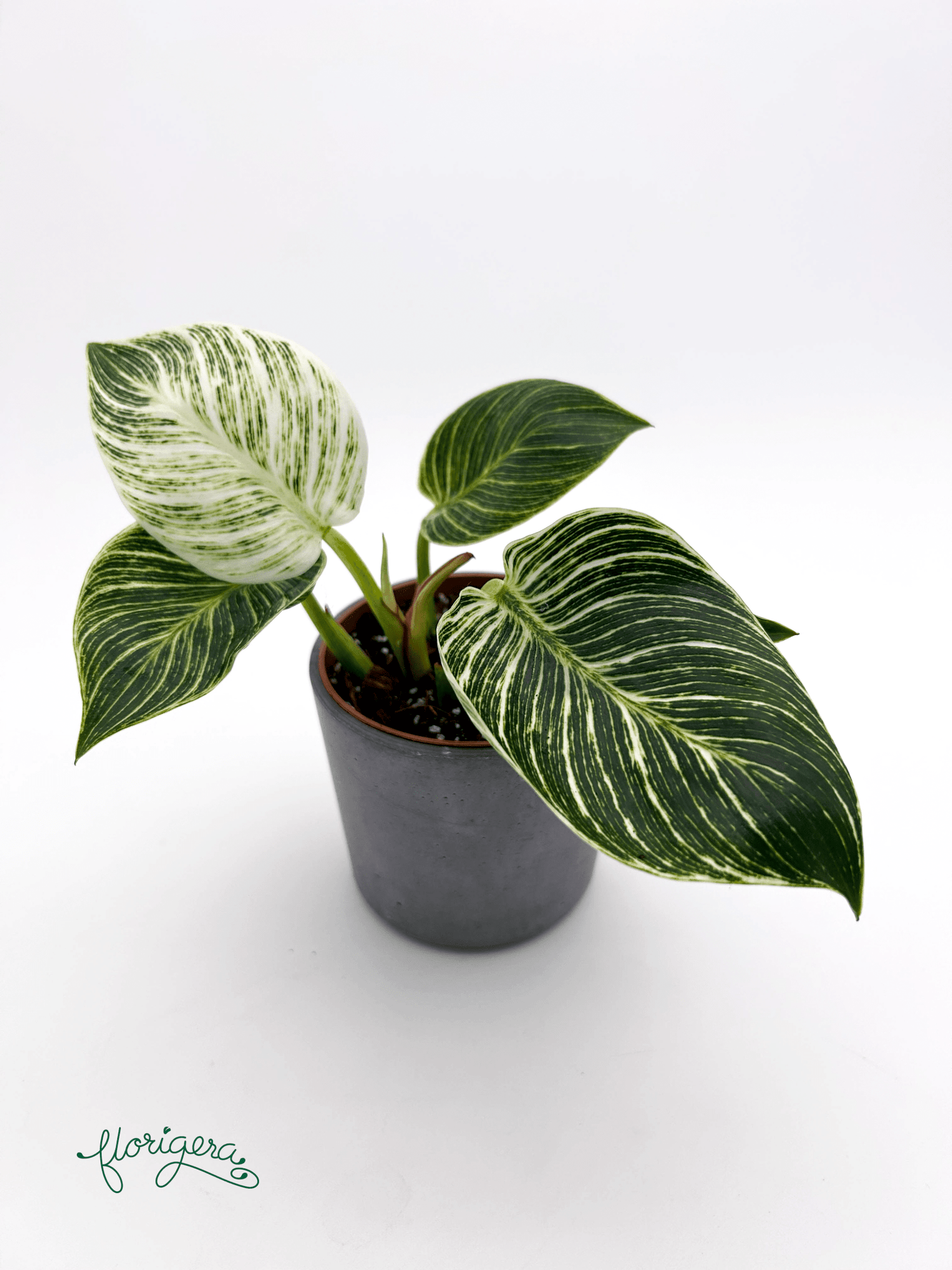 Philodendron &