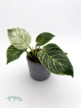 Philodendron &