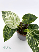 Philodendron &