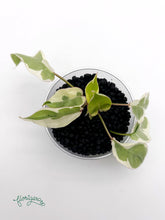 Philodendron Burle Marx White Lava - baby rastlinka - Florigera